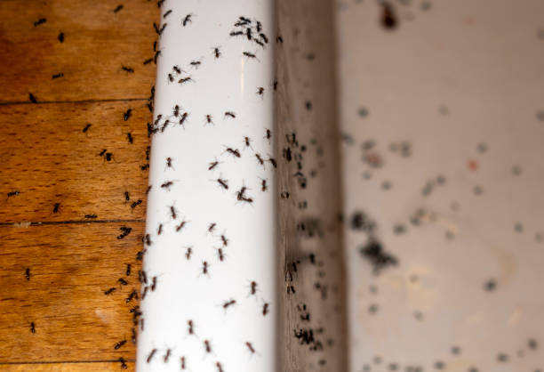 Best Insect Control  in Shelbyville, KY